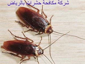 شركة مكافحة حشرات بالرياض