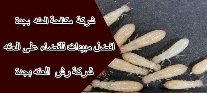 شركة مكافحة العته بجده